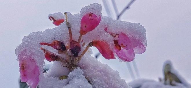 花火火影忍者 花火火影洞察力极强