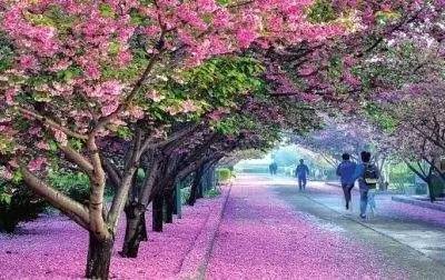 '视频 创作与记录：Vlog、WMV等