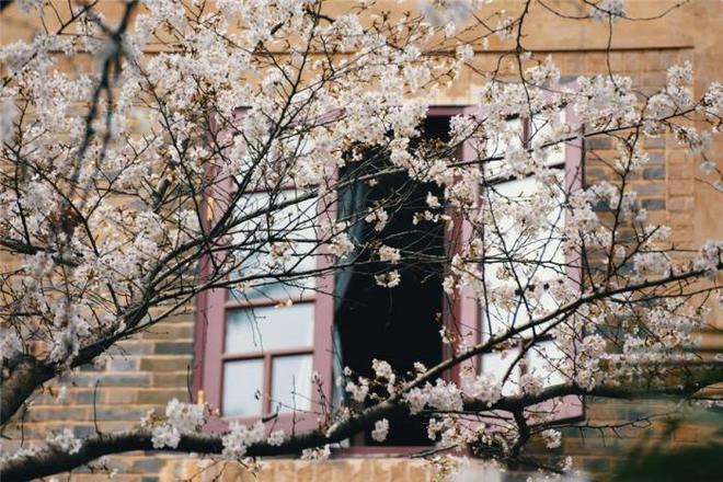 茶杯狐官网正版网站 确认网址是狐官正版