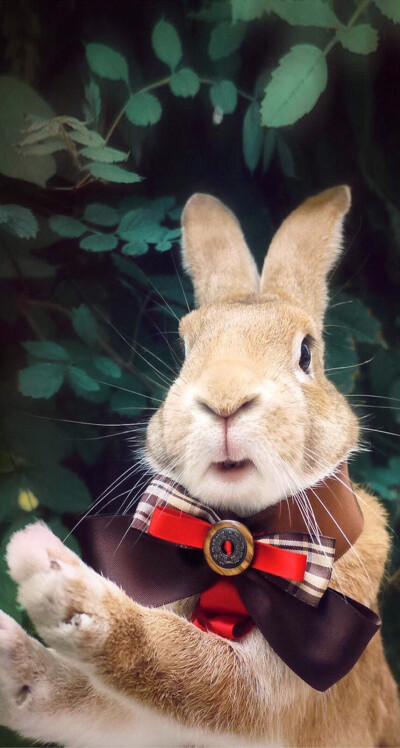 zuch 视频 在中文互联网环境中