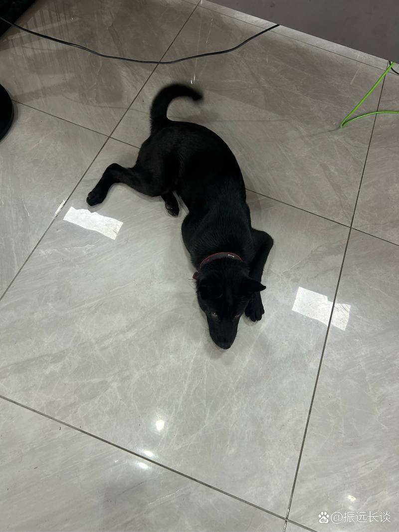 黑料大赛，每日大赛 校园大赛 反差大赛 校园能短期内汇聚垂直内容