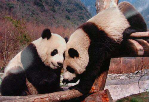 videosgr 看起来你输入的是“videosgr”